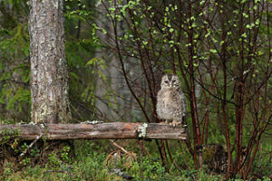 Image: A young Ural owl who has just left the nest.